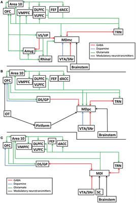 Cognitive Functions and Neurodevelopmental Disorders Involving the Prefrontal Cortex and Mediodorsal Thalamus